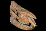 Running Rhino (Subhyracodon) Skull - South Dakota #131361-1